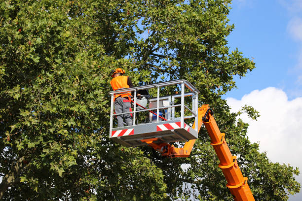 Best Tree Removal Services  in Cranston, RI